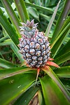 11. Ananas