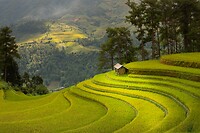 9. Rijstvelden Mu Cang Chai