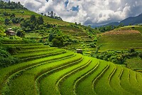 14. Rijstvelden Mu Cang Chai