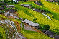 28. Rijstvelden Hoang Su Phi