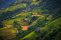 29. Rijstvelden Hoang Su Phi