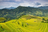 31 Rijstvelden Hoang Su Phi.