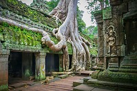24. Ta Prohm 
