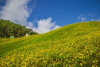 39. Wilde zonnebloemen