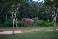 Olifant in Kui Buri NP