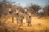 2. Zebra's