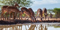 4. Impala's