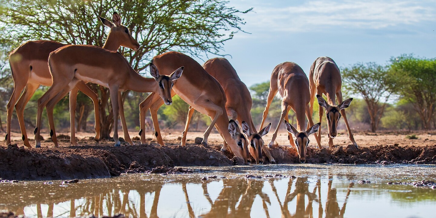 4. Impala's
