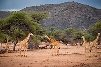 6. Giraffes