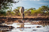 8. Zebra