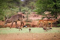 13. Waterbok en impala's
