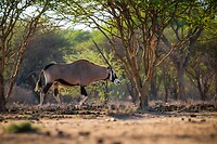 14. Gemsbok