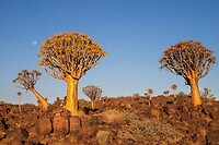 15. Kokerbomen