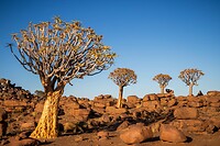 20. Kokerbomen