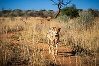 37. Cheeta
