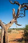 39. Cheeta