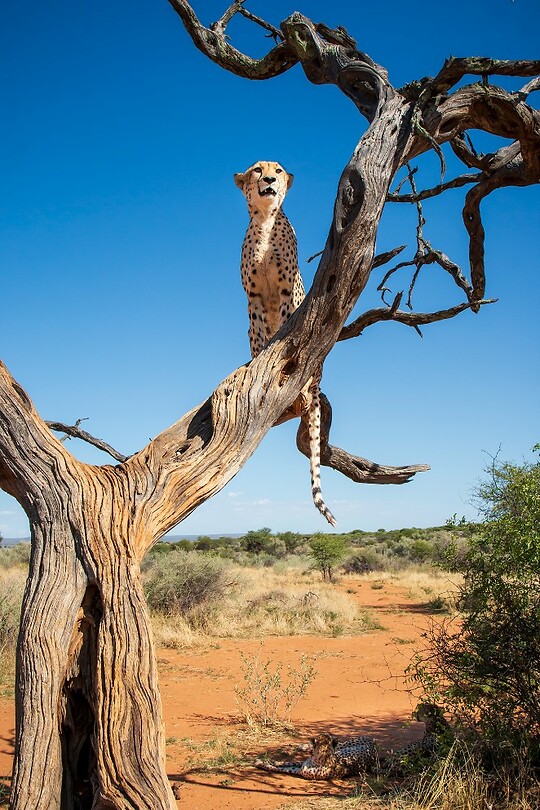 39. Cheeta