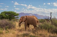 40. Olifant