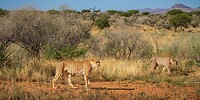 42. Cheeta's