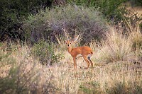 43. Steenbok