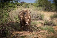 44. Neushoorn