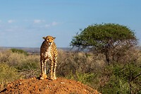 45. Cheeta