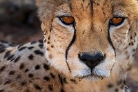 47. Cheeta