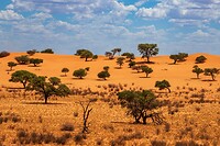 48. Kalahari