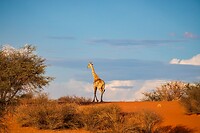 49. Giraffe