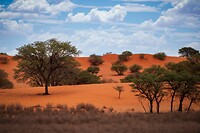 52. Kalahari