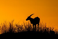 54. Gemsbok