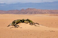 72. Welwitschia