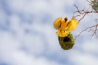 83. Wevervogel met nest