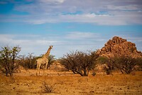 87 Giraffe