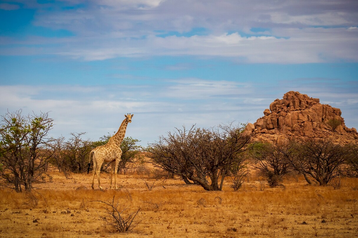 87 Giraffe