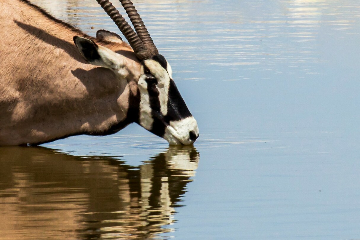 101. Gemsbok