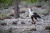 104. Secretarisvogel