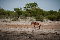 107. Hartebeest