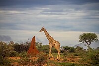 110. Giraffe