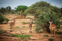 112. Impala's