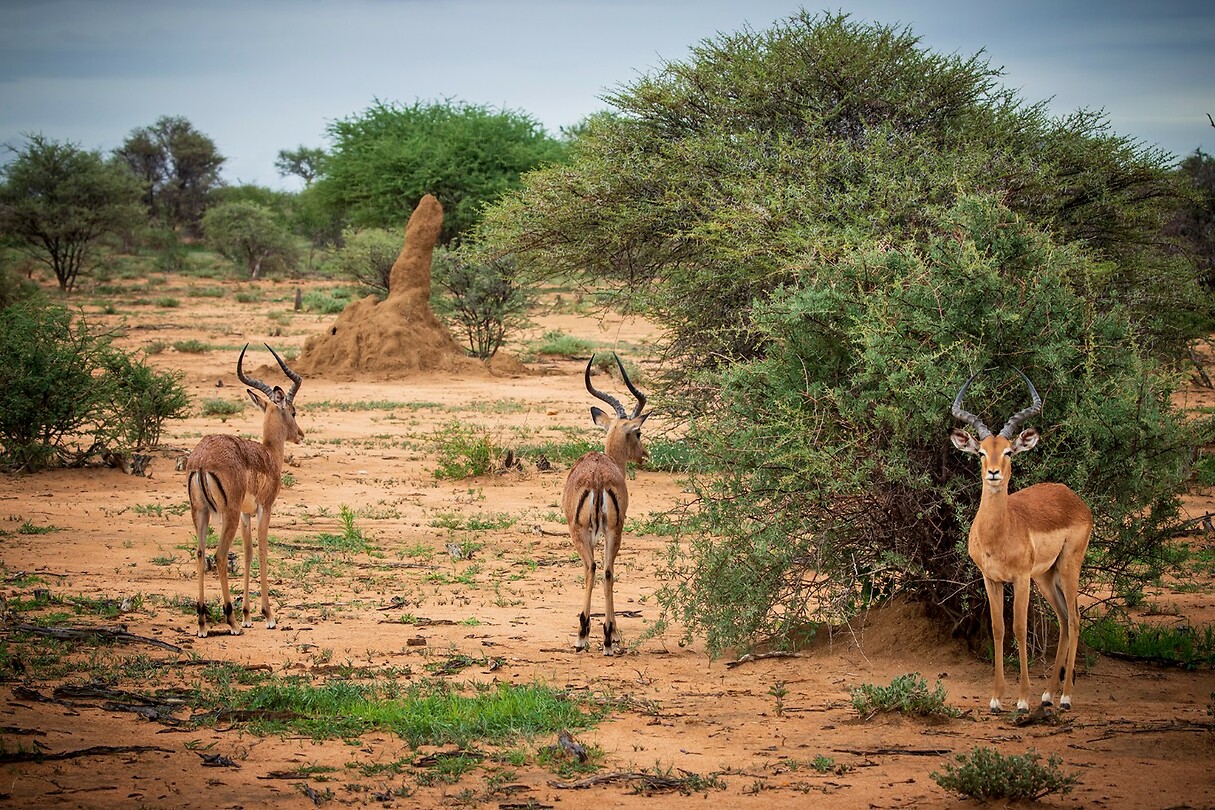 112. Impala's