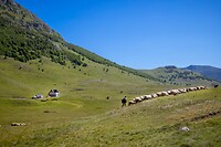 28. Schaapsherder