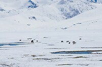 46. Arabel plateau