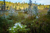 5. Algonquin