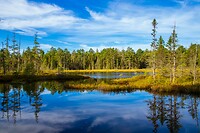 8. Algonquin