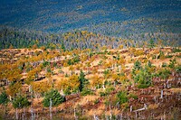 65. Parc National de la Gaspésie