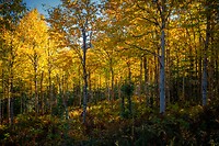 68. Parc National de la Gaspésie