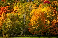 94. De herfst is in aantocht