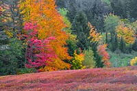 96. De herfst is in aantocht