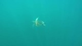 Galapagos schildpad en...